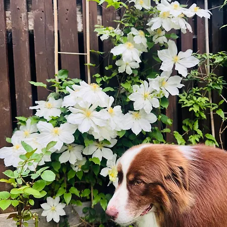 木屋 Krzeptowskiego 18